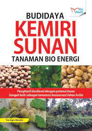 Budi Daya Kemiri Sunan Tanaman Bio Energi